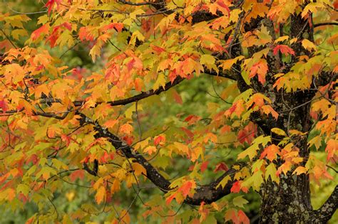Types of maple trees by leaf - supermarketbery