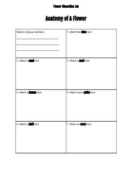 Flower Dissection Procedure, Lab sheet, and Questions by mstrewhellascience