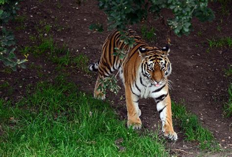 Yorkshire Wildlife Park animal gallery: What you can see during the school summer holidays | The ...