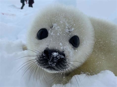 Watching the Baby Seals in the Russian White Sea in 2020 Harp Seal Pup, Baby Harp Seal, Baby ...