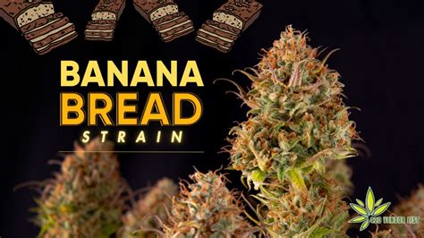 Banana Bread Strain Review