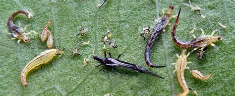 Lifecycle of thrips - from egg to instar to adult in under 10 days!