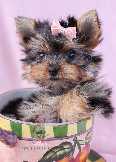 Delightful Teacup Yorkie Puppies for Sale | Teacups, Puppies & Boutique