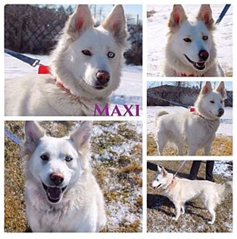 Maxi | Adopted Dog | Garden City, MI | Husky/American Eskimo Dog Mix