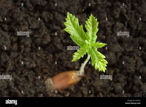 Acorn germinating Stock Photo - Alamy