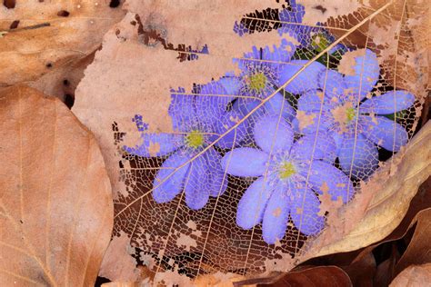 Photographing Early Blooming Spring Flowers | Outdoor Photography Guide