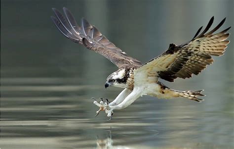 Birds You May See Kayaking in Black Canyon | Blazin' Paddles