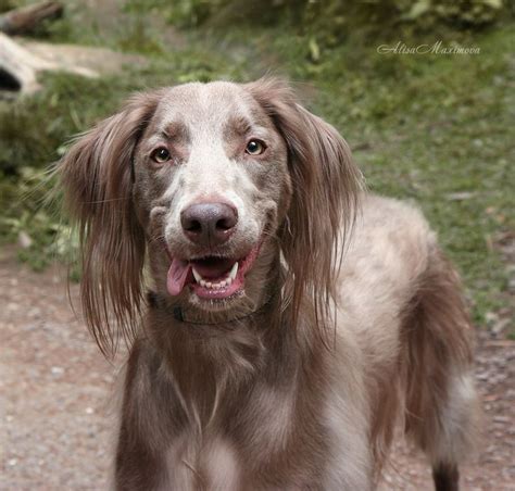 91 best images about Long Haired Weimaraner on Pinterest | The long, Play mate and Long hair