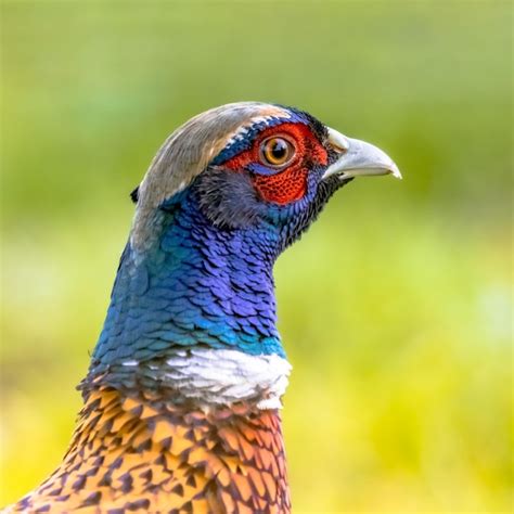 Premium Photo | Portrait of young male common pheasant