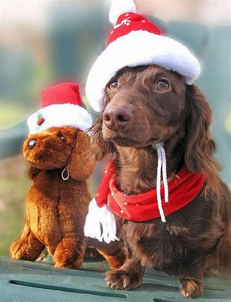 55 Pictures of Funny Animals Cutely Enjoying Christmas