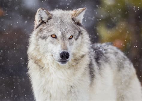 USA: Wolves killed (also by poaching) in Wisconsin