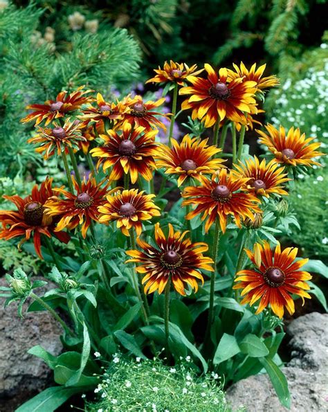 Rudbeckia Varieties - Black Eyed Susan Flowers