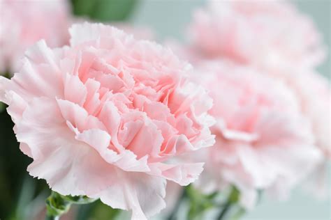 Pink carnation close-up, shallow depth of field - The Dirt on Dirt