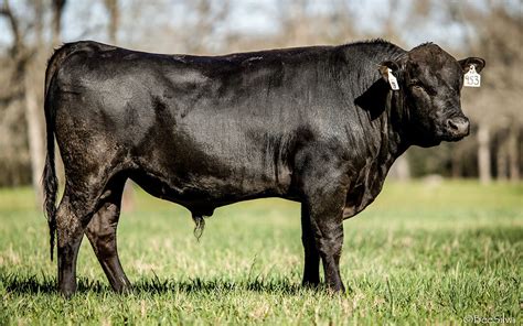 How Wagyu Cattle Can Help Your Herd — DL Texas Ranch