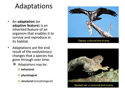 PPT - Adaptations PowerPoint Presentation, free download - ID:1594839