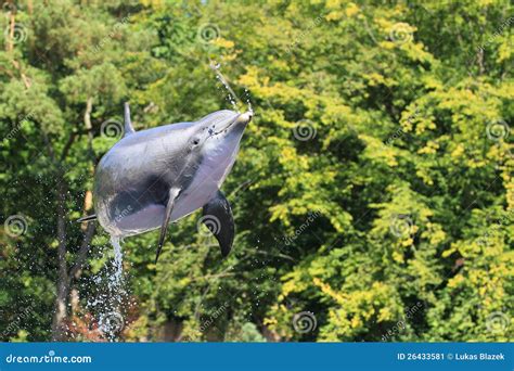 Jumping bottlenose dolphin stock image. Image of common - 26433581