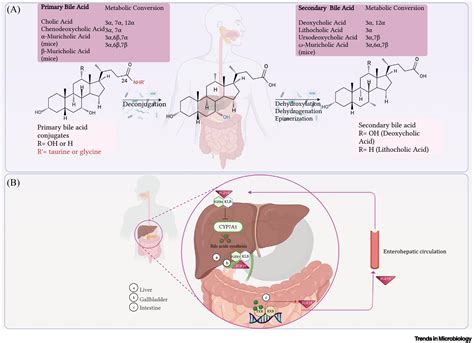 Gut microbiota–bile acid–skeletal muscle axis: Trends in Microbiology