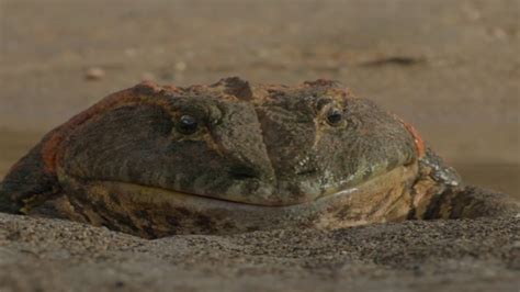 Giant Prehistoric Frog