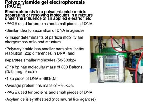 PPT - Polyacrylamide gel electrophoresis (PAGE) PowerPoint Presentation ...