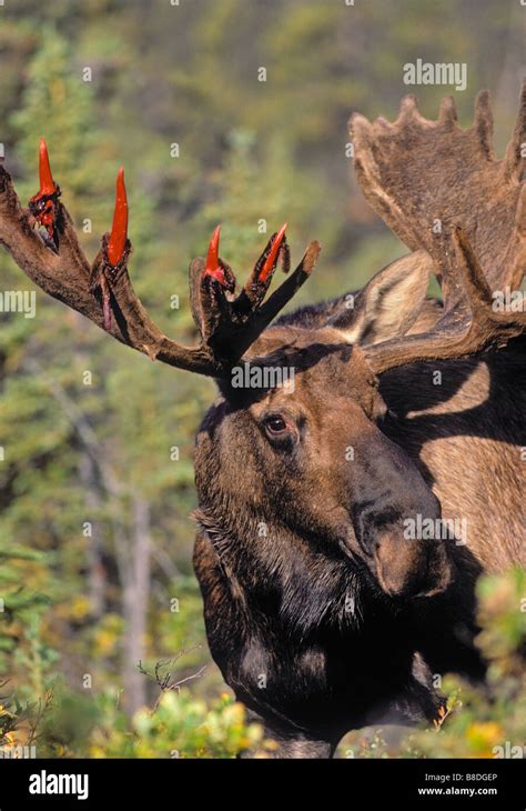 tk0027, Thomas Kitchin; Bull moose shedding velvet from antlers Autumn ...