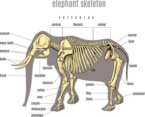 Elephant Skeleton