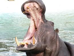 Hippo Fun Facts for Kids