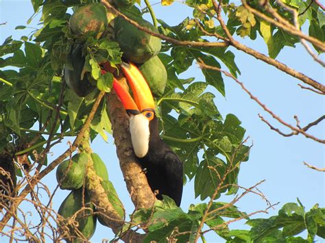 Toco Toucan eating | Cool picture of the Toucan eating fruit… | Flickr