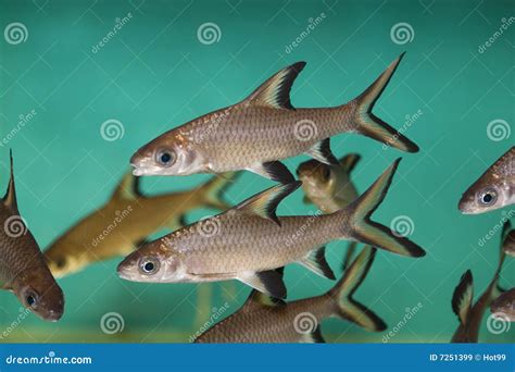 Tricolor shark fish stock image. Image of glass, angelfish - 7251399