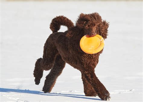 7 Best Dog Breeds For Playing Frisbee (Energetic & Agile!)