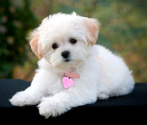 Best Maltipoo Haircuts | Maltipoo