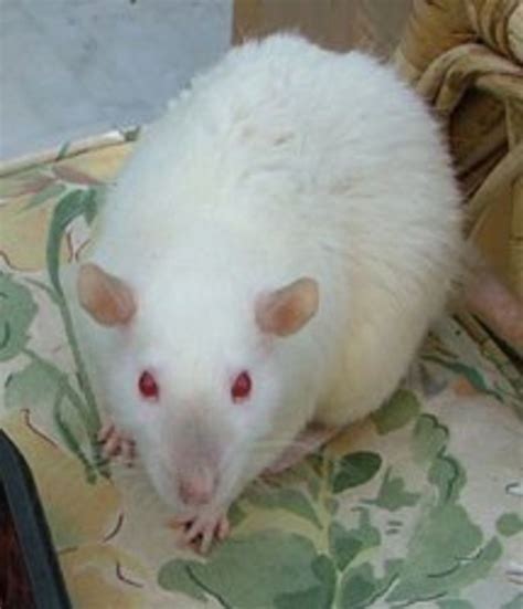 Now That's A Rat Of A Different Color : Fancy Rat Varieties | PetHelpful