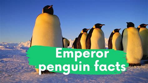 Best 15 Emperor penguin facts updated 2021 - Zoological World