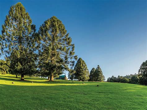 Bunya Mountains National Park