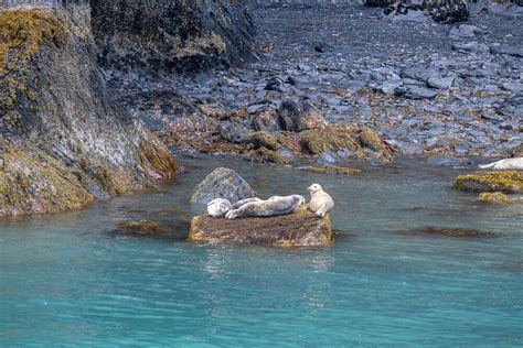 The Best Kenai Fjords Wildlife Cruise - Musings of a Rover