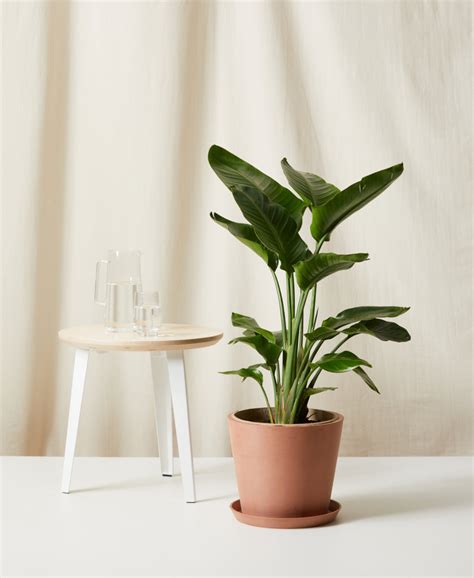 6 Luxurious Tropical Plants That Thrive Indoors | Bloomscape