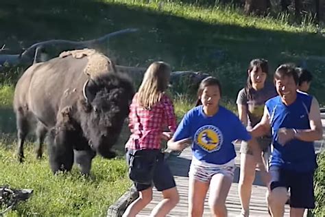 Angry Yellowstone Bison Chases Group of Tourists That Wandered Way Too Close - Wide Open Spaces