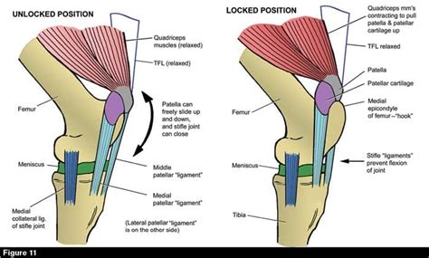 Locking Stifle Horse [Definition, Diagnosis and Treatment]