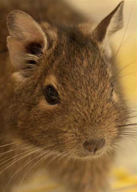 Degu Facts - Animal Facts Encyclopedia