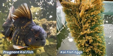 How Often Do Koi Fish Lay Eggs? Numbers and Facts (VIDEO) - Small Fish Tank