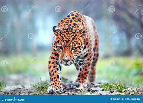 Jaguar in the Jungle. Jaguar in Natural Habitat Stock Photo - Image of portrait, endangered ...