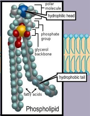 Pin on Biology