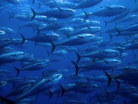 Atlantic Bluefin Tuna Facts: Habitat, Diet, Conservation & More