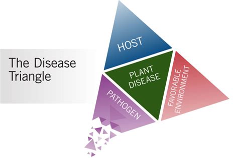 How to Stop Plant Diseases Before They Grab Hold - Growing Produce