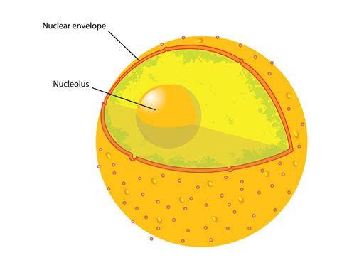 nucleus of animal cell : Biological Science Picture Directory – Pulpbits.net