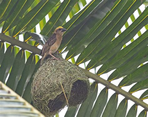 Baya weaver Bird on its nest - PixaHive