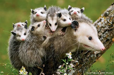 In Memory of 10 Dead Opossums: Checking a Roadkill Opossum Could Save the Babies