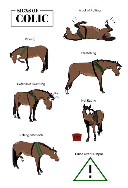 Dealing with Colic – Pegasus Riding School