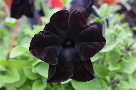 20 Plants With (Almost) Black Flowers For Your Backyard