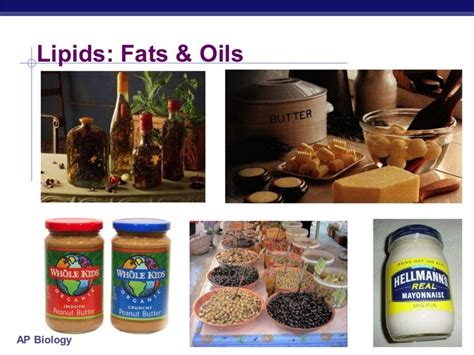 50+ Examples Foods That Have Lipids Background | Foods In The World