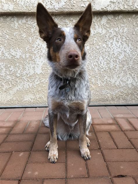 Bloo, the chocolate heeler. : r/DOG